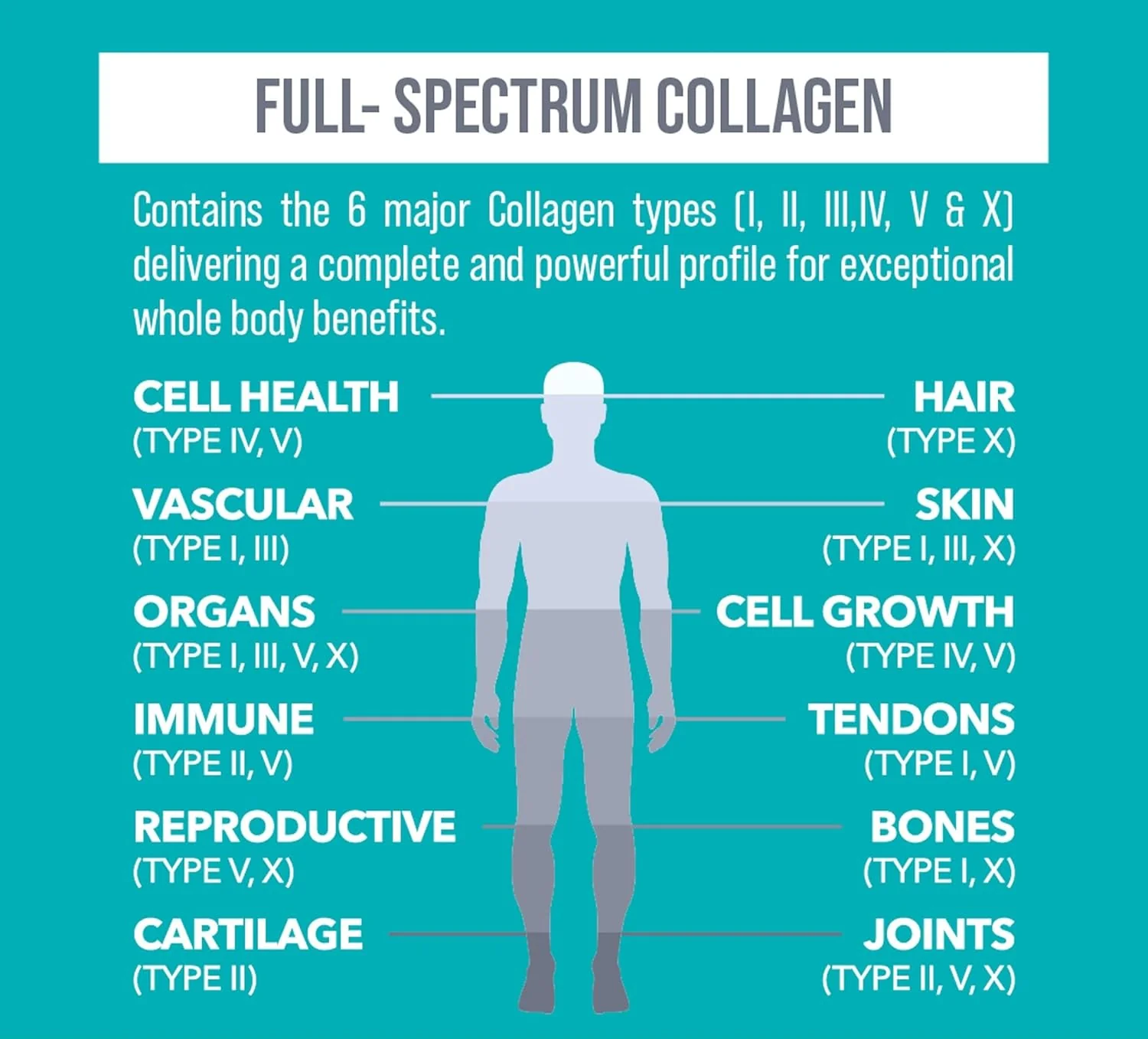 Marine-Based Collagen Gummies- Supports Joint Health & Mobility Boosts Muscle & Heart Health - Image 27