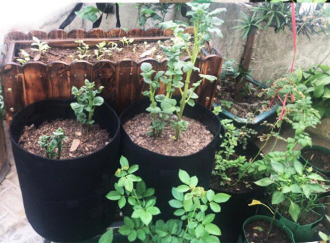 Non Woven Garden Planting Bag (5 Pcs) - Image 5