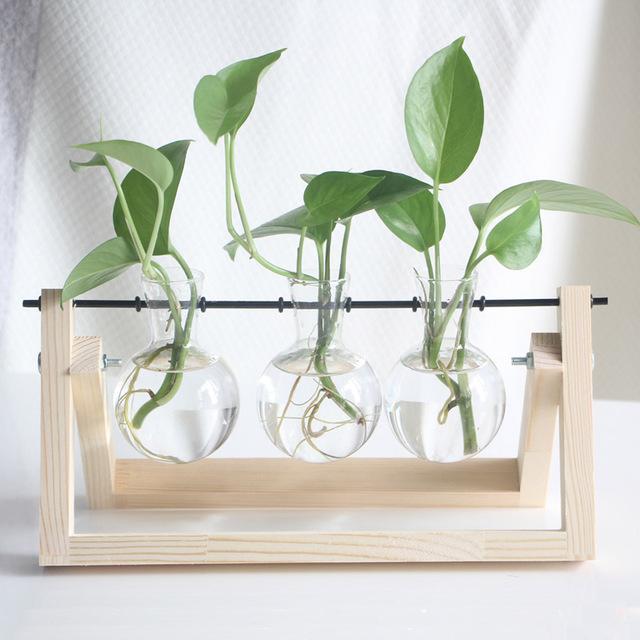 PlantDecor™ Hydroponic Transparent Plant Cocoons - Image 2