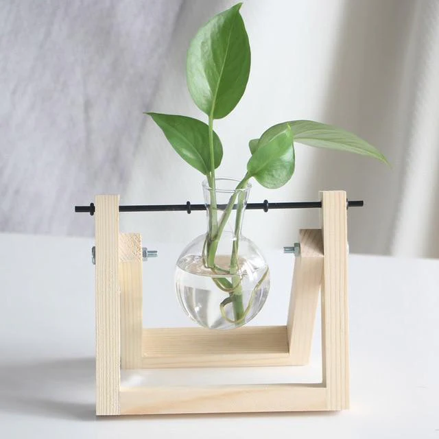 PlantDecor™ Hydroponic Transparent Plant Cocoons - Image 9